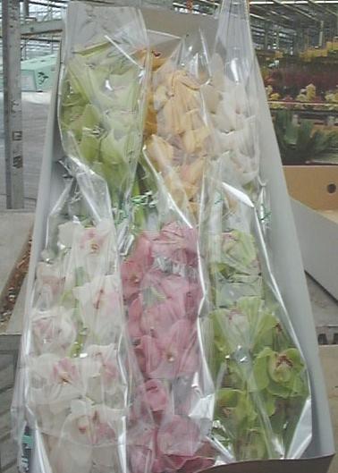 orchid packaging